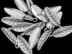 5KH-029 Thai karen hill tribe silver 4 leaf charm