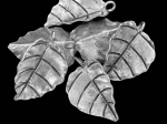 4KH-047 thai karen hill ribe silver 2 leaf charm