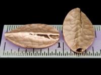 KZ-155 24K rose gold vermeil thai karen hill tribe handmade silver 1 hammered twist leaf bead 