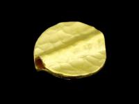 KG-408 24K gold vermeil thai karen hill tribe handmade silver 1 Hammered round disc bead